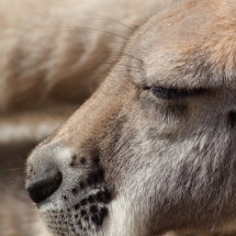 Drowsing Roo