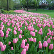 Tulip Garden