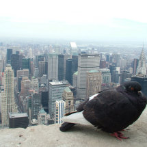 Pigeon View