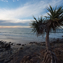 Pandanus over Granite Bay