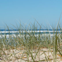 In the Dunes