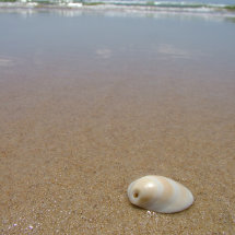 Shell on a Beach on the Sunshine Coast
