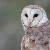 Who me?