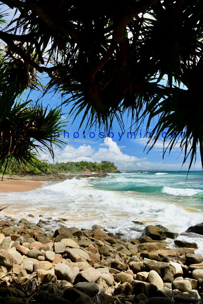 Shady under the Pandanus