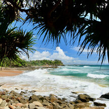 Shady under the Pandanus