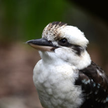 Waiting Kookaburra