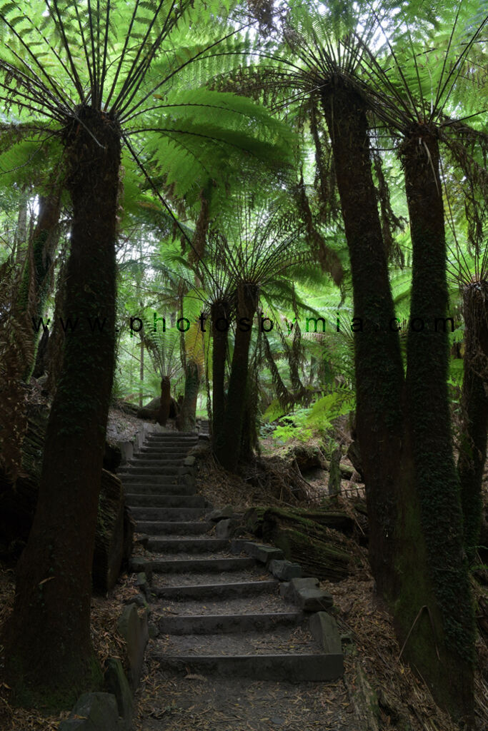 Tree Fern Steps