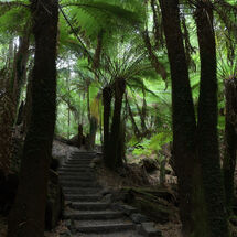 Tree Fern Steps