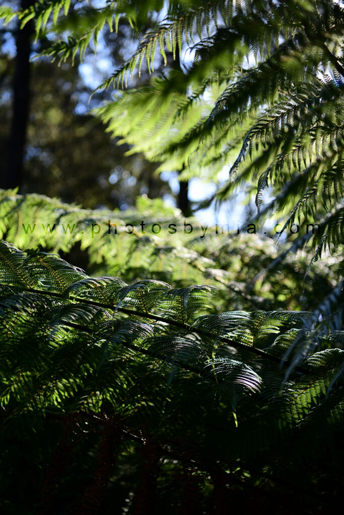 Tree Fern Light