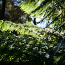 Tree Fern Light