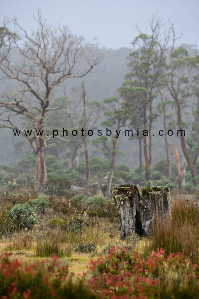 The Life of Trees in the Rain