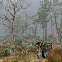 The Life of Trees in the Rain