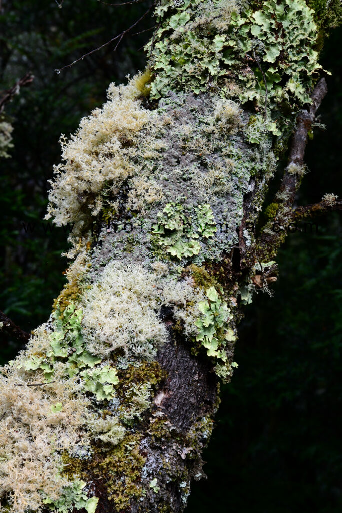Small Lichen Life