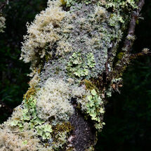 Small Lichen Life