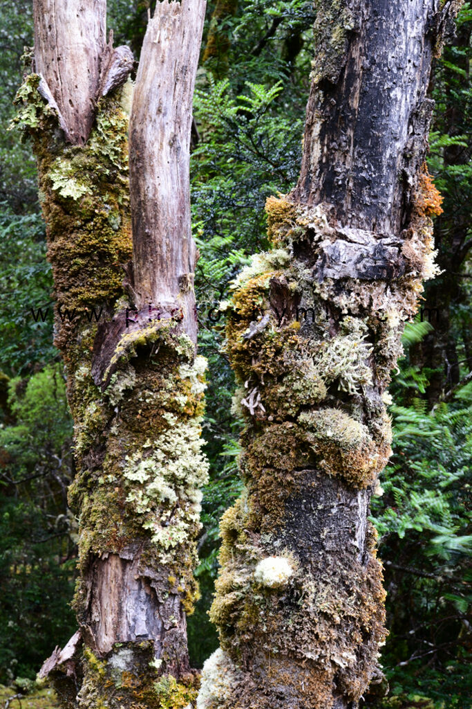 Lichen Covered