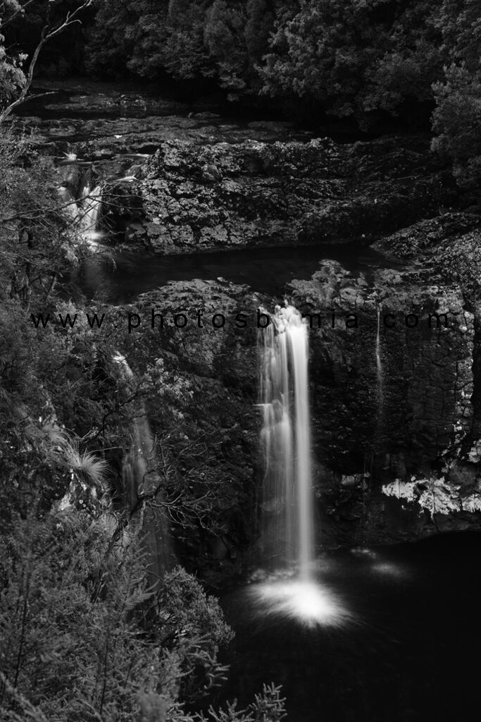 Pencil Pine Falls in Black and White