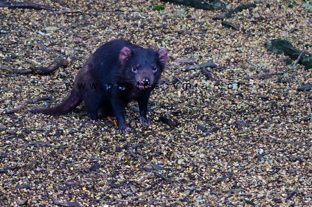 Tasmanian Devil