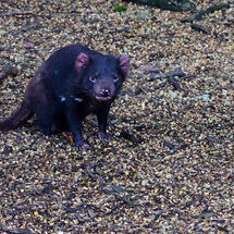 Tasmanian Devil