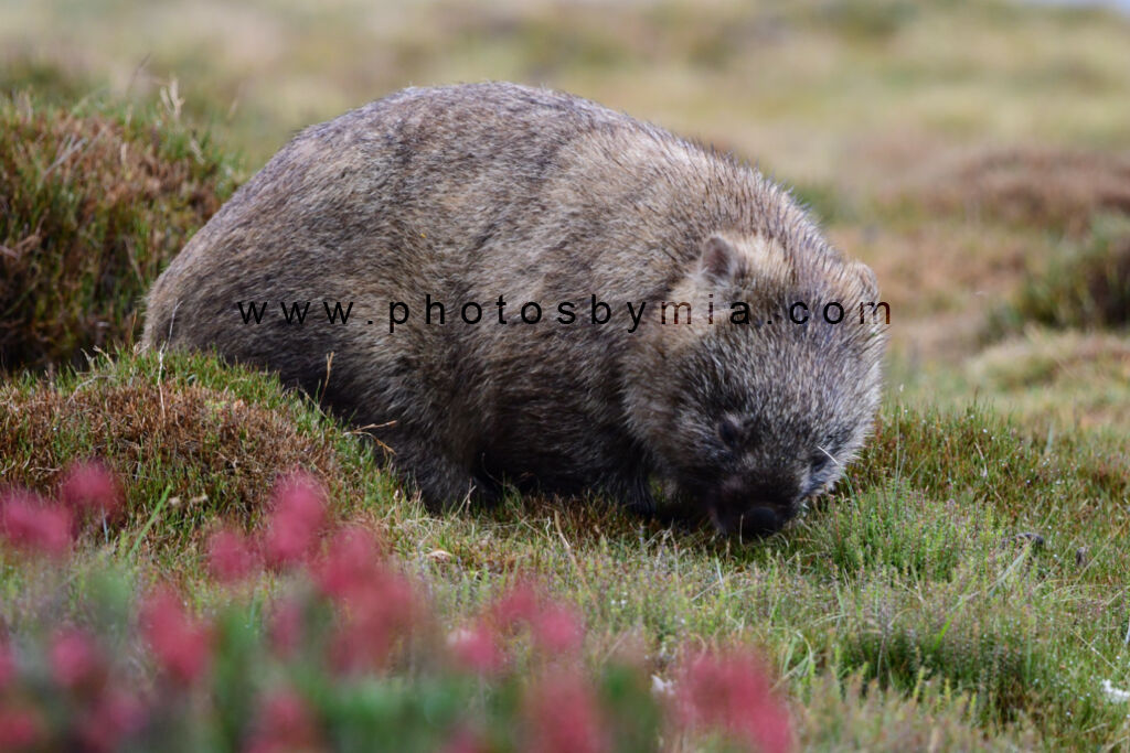 Wombat wombating