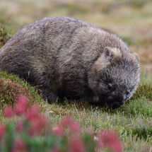 Wombat wombating