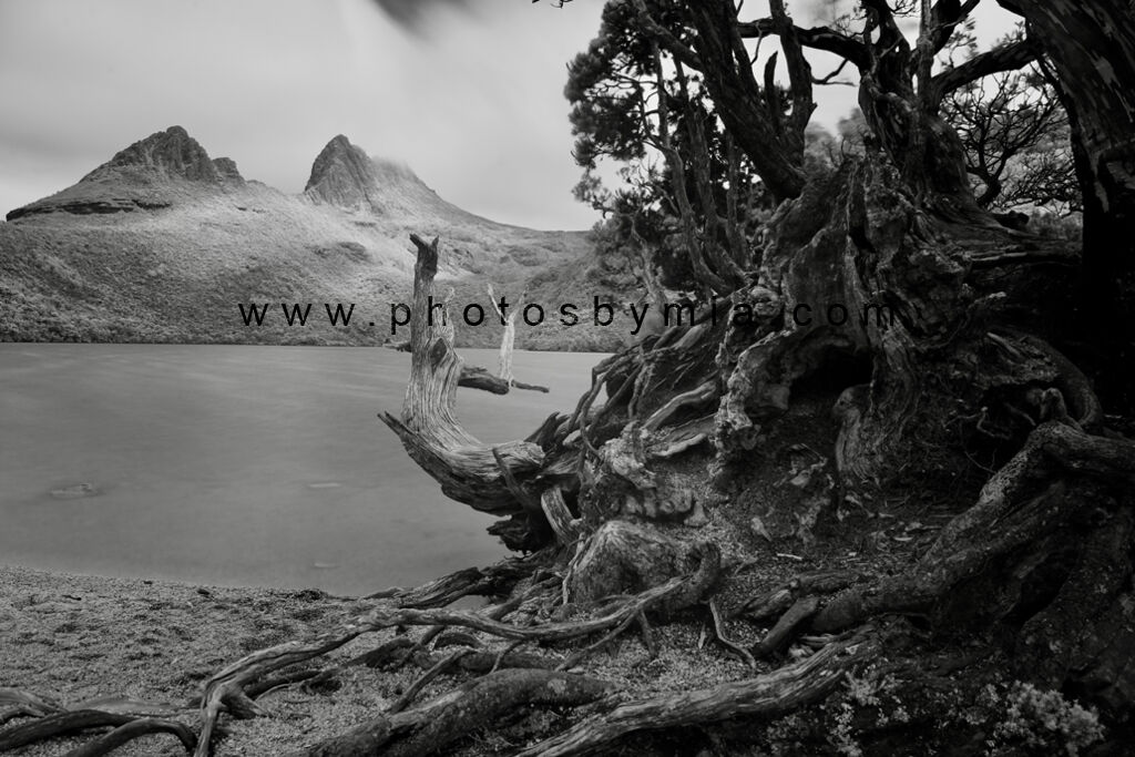 Tree Roots with Mountain Views