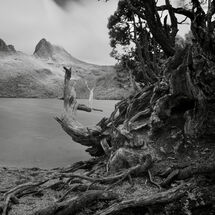 Tree Roots with Mountain Views