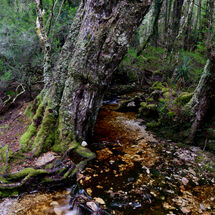 Plateau in the Ballroom