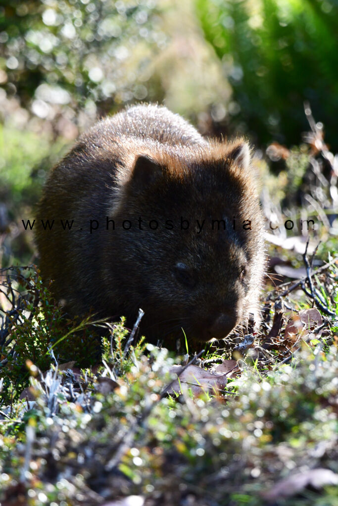 Afternoon Wombat Snacks
