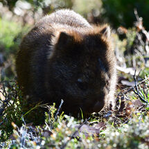 Afternoon Wombat Snacks
