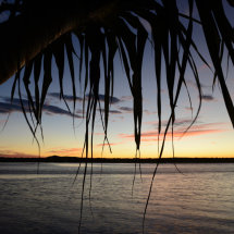 Pandanus Light
