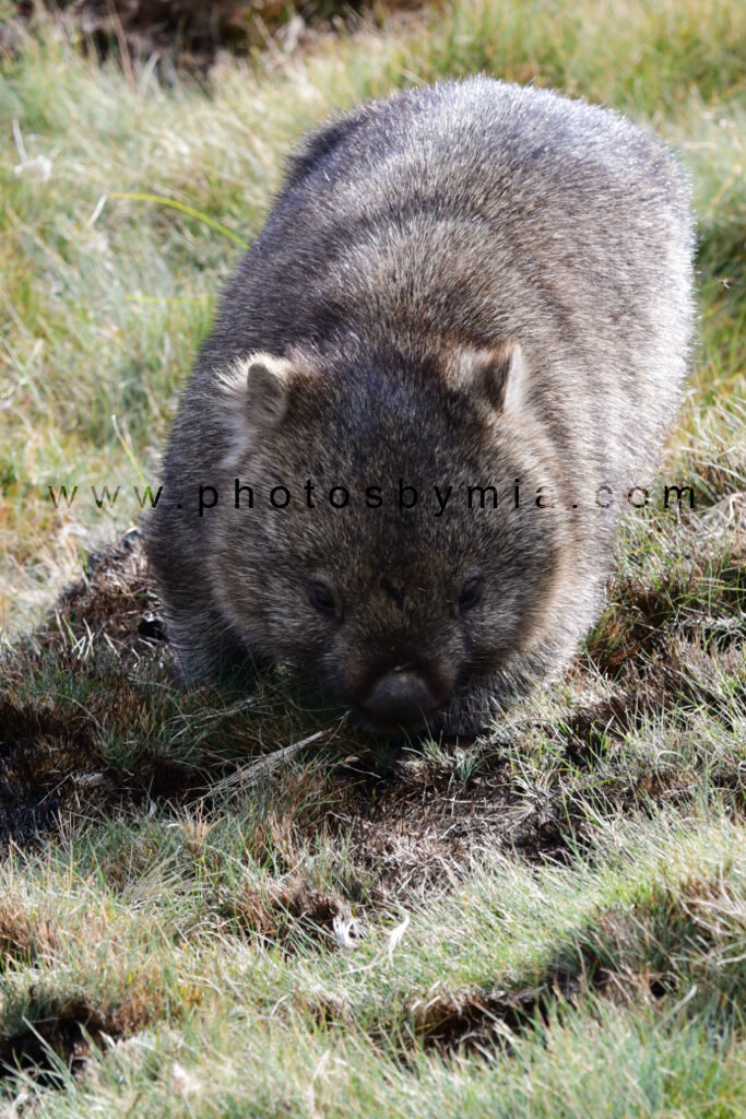 Wandering Wombat