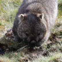 Wandering Wombat