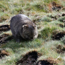 Snuffling Wombat
