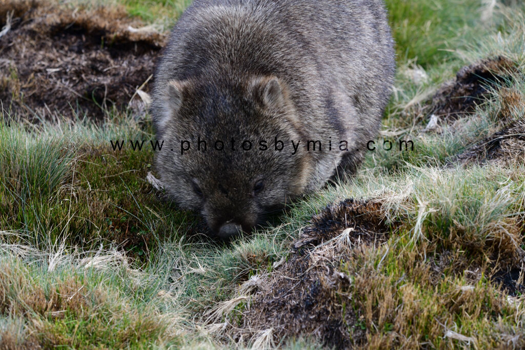 Wombat on the Overland