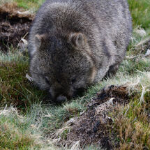 Wombat on the Overland