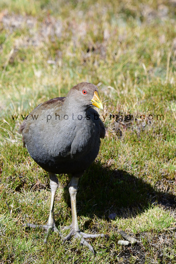 Tasmanian Native Hen