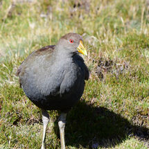 Tasmanian Native Hen
