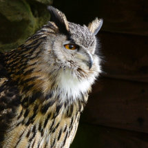 European Eagle Owl