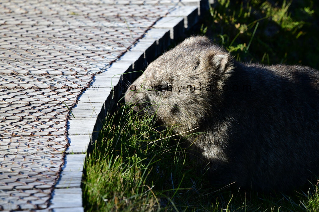 Wombat of the Overland