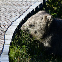 Wombat of the Overland