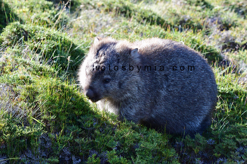 Fluffy Wombat