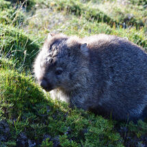 Fluffy Wombat