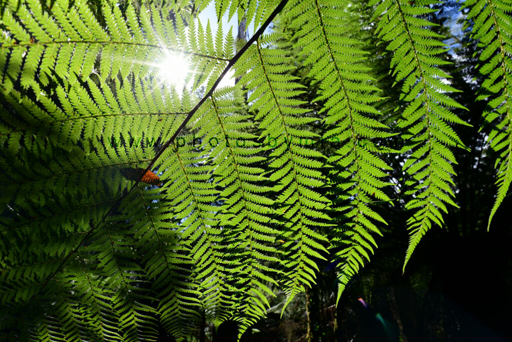More Tree Fern Light