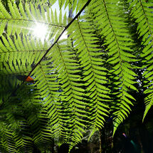 More Tree Fern Light