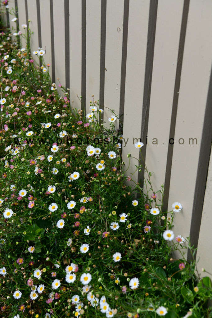 Daisy Fence