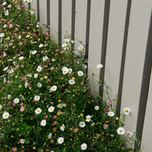 Daisy Fence
