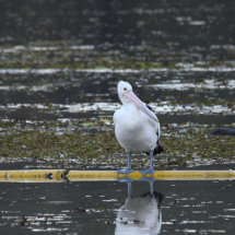 Three levels of Pelicans