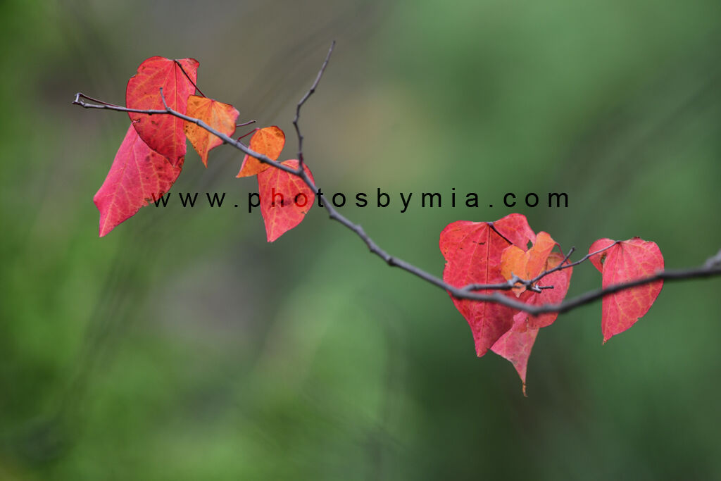 Early Autumn Colours