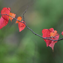 Early Autumn Colours