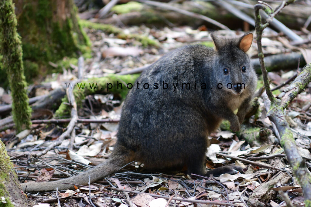 Pademelon